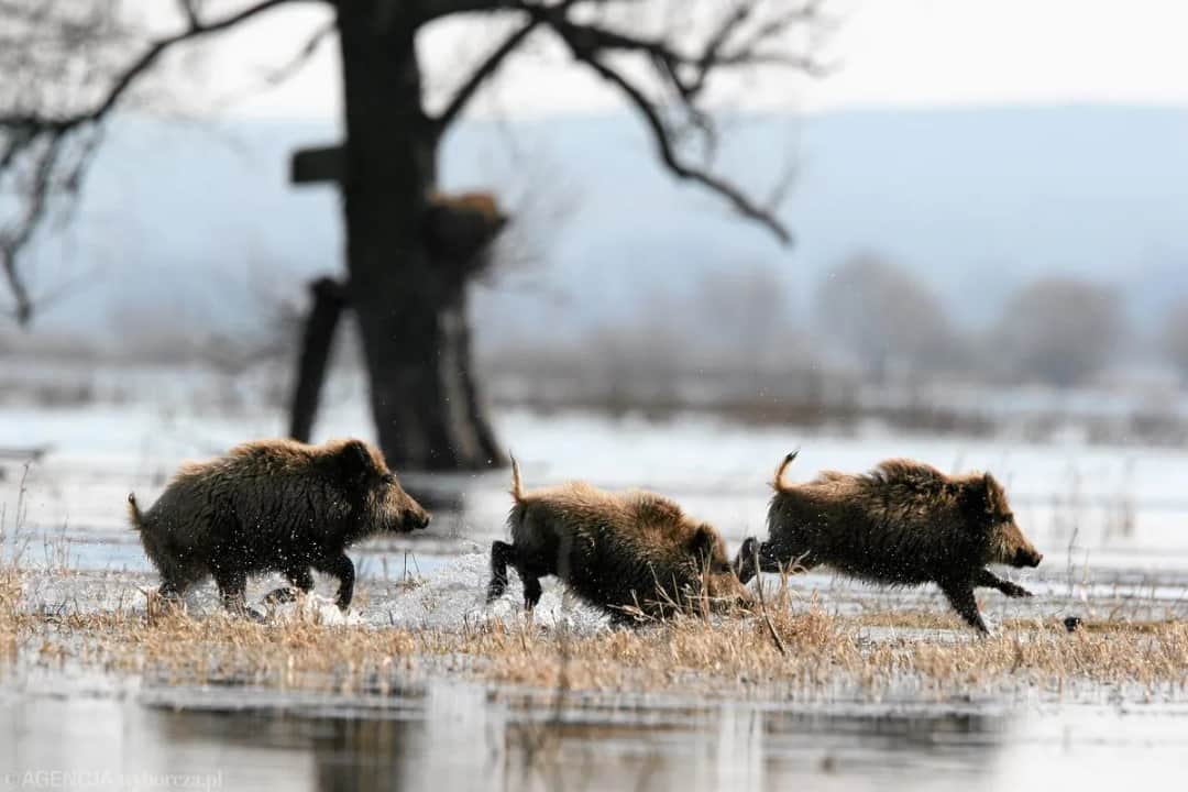 Dziki na osiedlu: Co robić? Bezpieczne rady i zgłaszanie zagrożeń