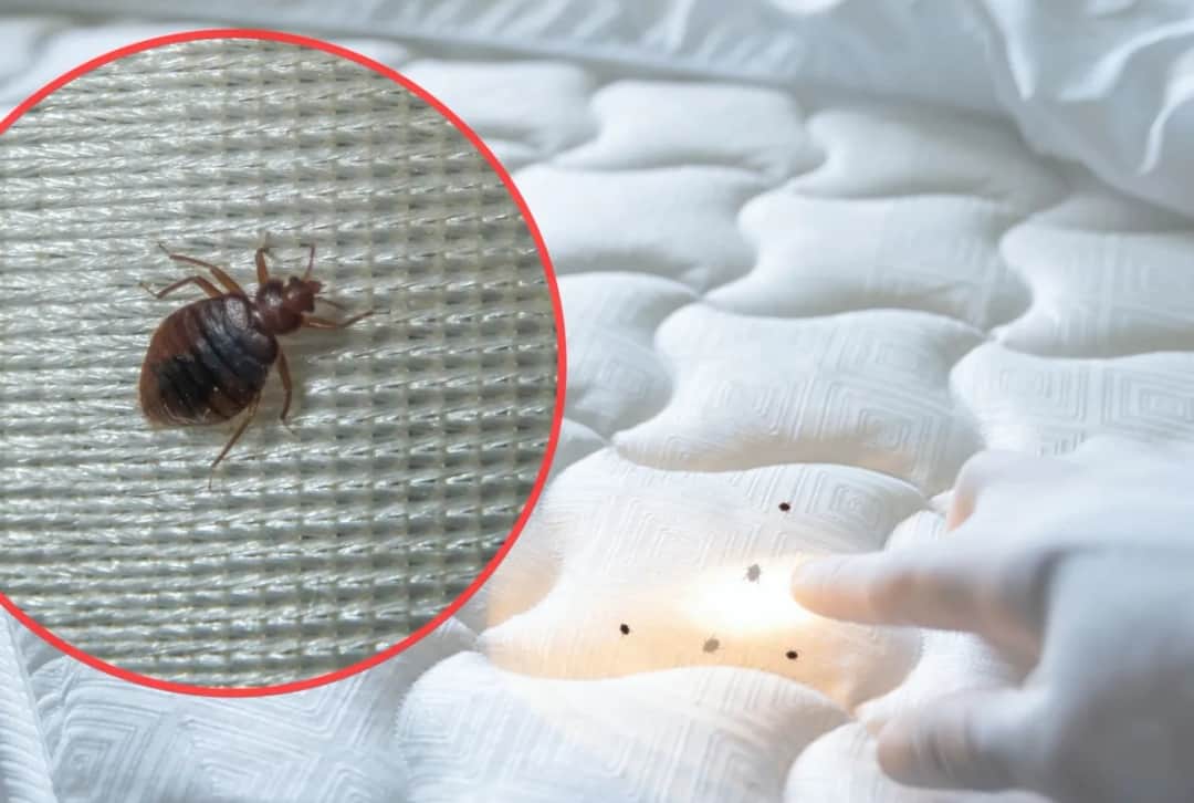 Pluskwy w bloku? Skuteczny poradnik: identyfikacja, zwalczanie, koszty