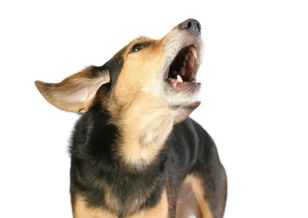 Pies sąsiada szczeka? Skuteczne kroki od rozmowy po sąd!